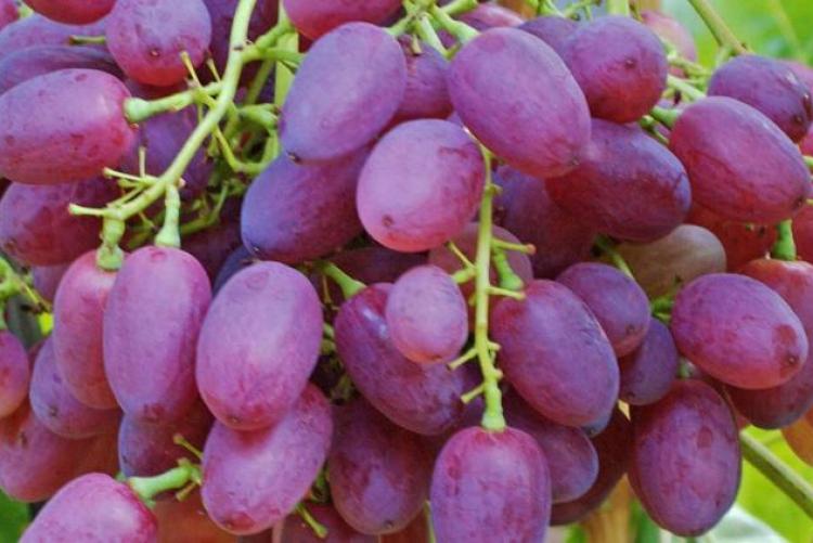 Лучшие сорта винограда для выращивания в Подмосковье - Деревья и кустарники