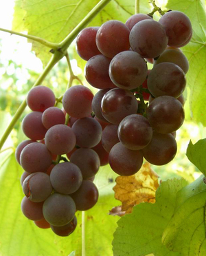 Как вырастить винные сорта винограда