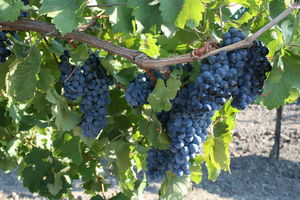 Как вырастить винограда винного сорта