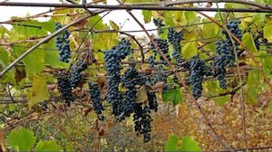 Описание винных сортов винограда