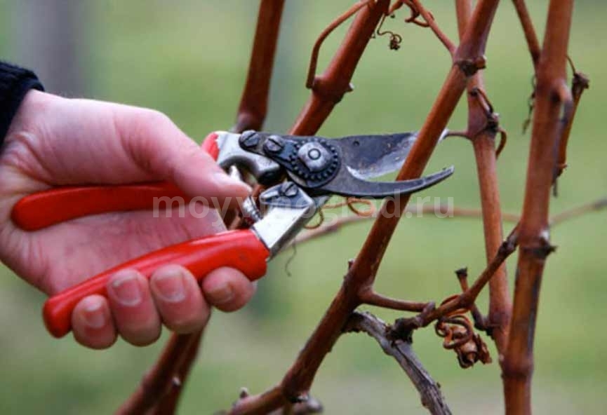 Обрезаем виноград весной фото