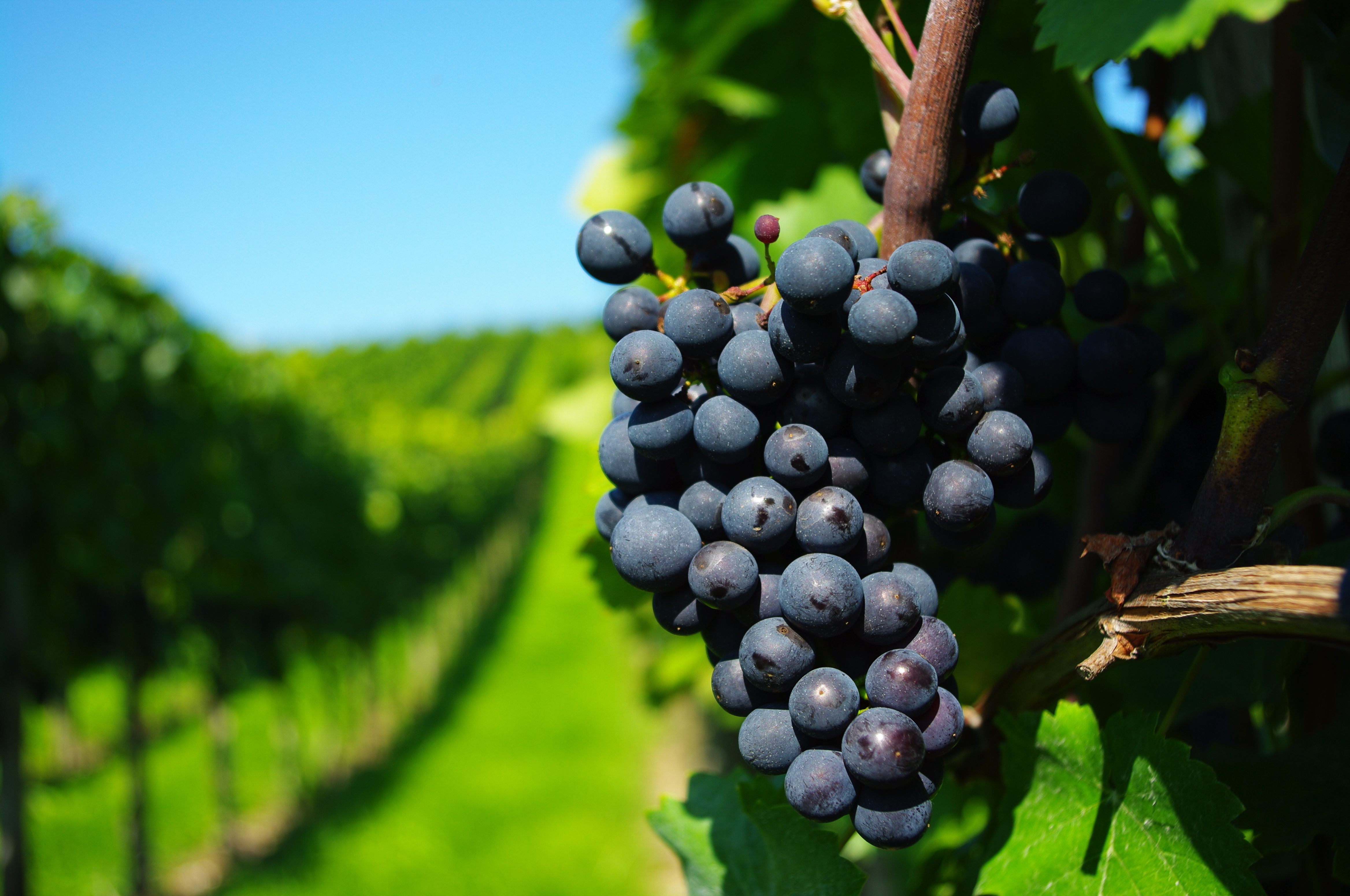 Правильно подкормленный виноград весной в состоянии сформировать гроздья с достаточно крупными ягодами