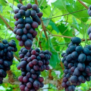 Посадка саженцев винограда