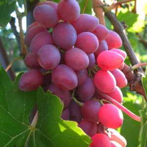 Сорт винограда Кишмиш лучистый