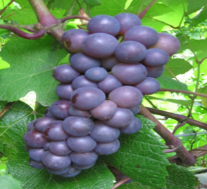 сорта винограда