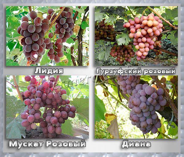 Розовые и красные сорта винного винограда