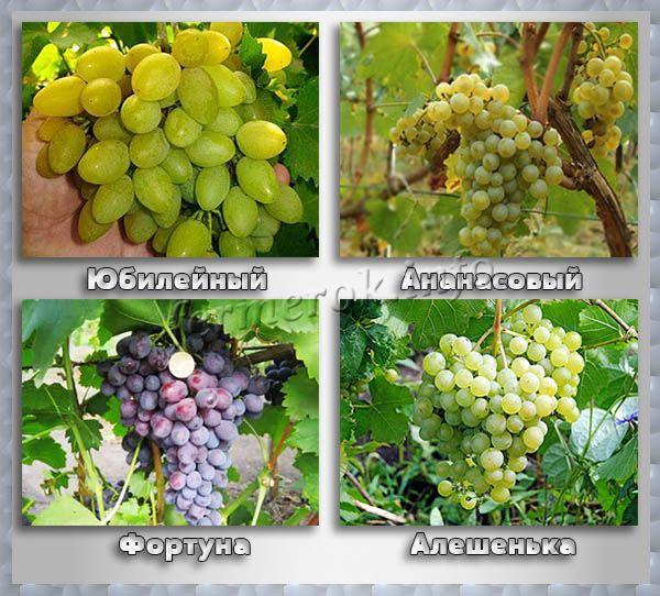 Технические сорта винограда для средней полосы России