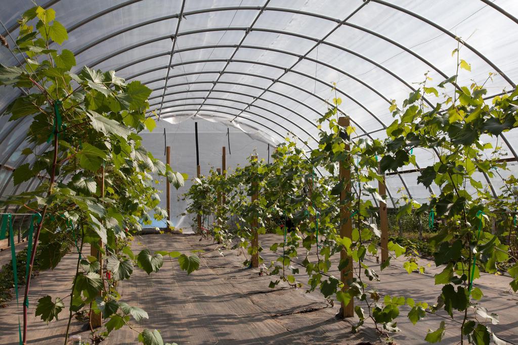 Выращивание винограда в теплице: технология посадки, особенности ухода, советы