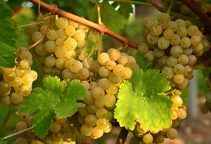 Химический состав, пищевая и энергетическая ценность винограда