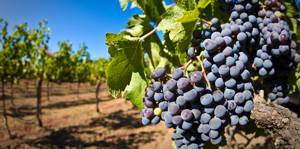 Витамины, белки, жиры и углеводы (БЖУ) в винограде