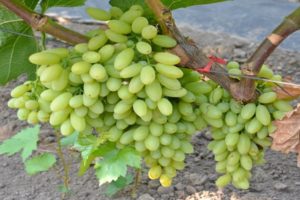 Описание и характеристики сорта винограда кишмиш Столетие, выращивание и уход