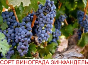 Описание сорта винограда Зинфандель (Примитиво), характеристики урожайности и морозостойкости
