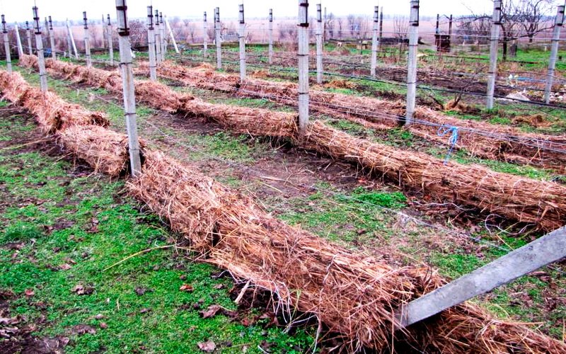 Как защитить виноград: способы укрытия на зиму