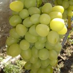 Сорт винограда Аркадия