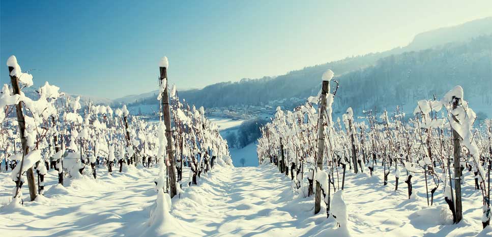 Как укрыть виноград на зиму
