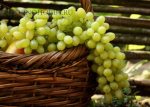 grapes 5