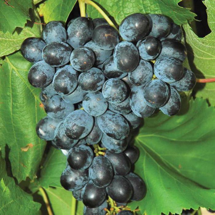 молдова виноград