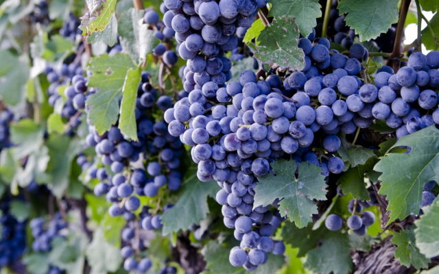 грозди синего винограда