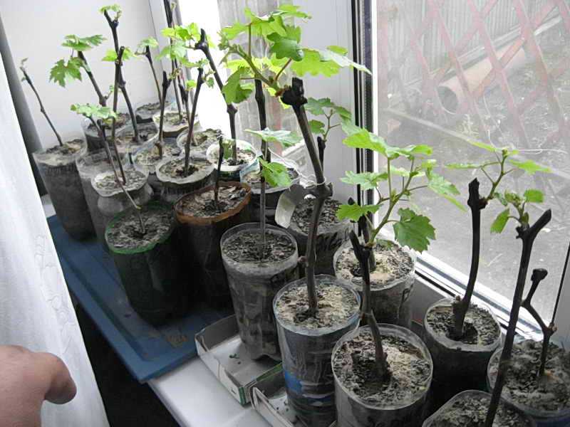 Посадка винограда черенками: мини-сад на подоконнике