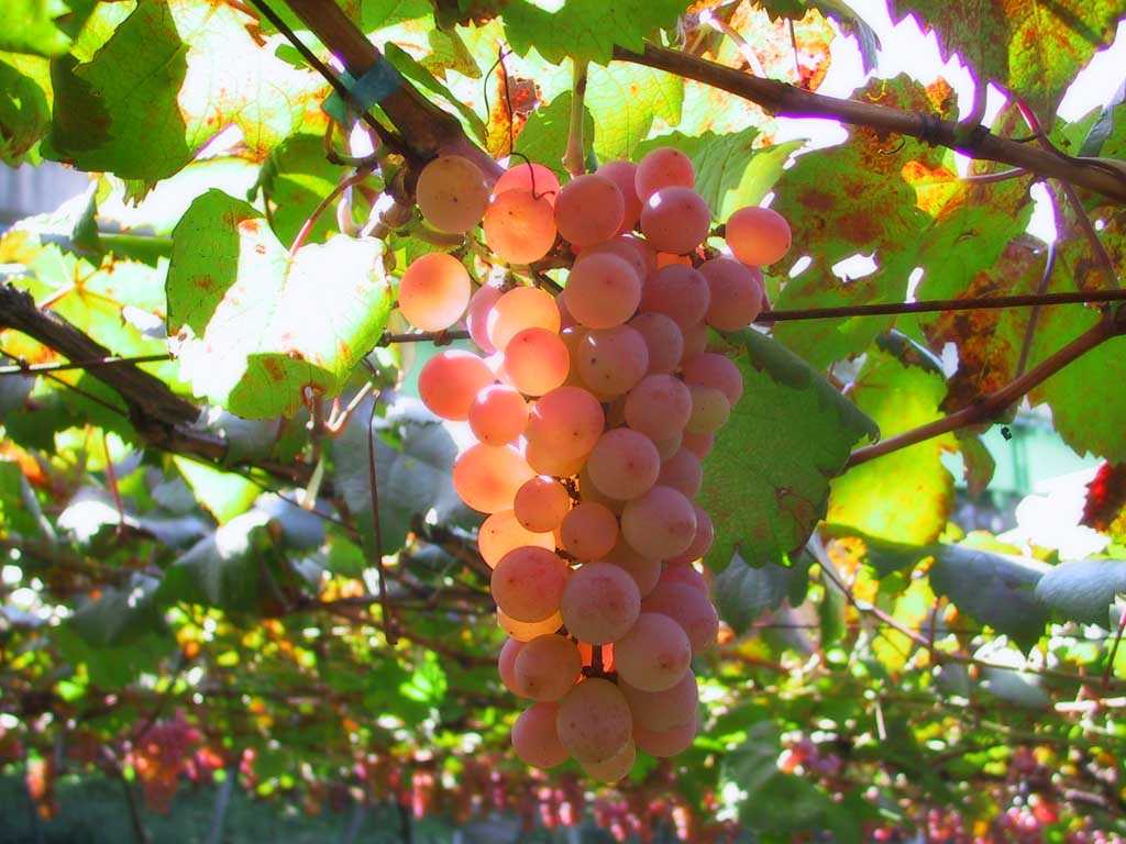 Как посадить виноград черенками весной – инструкция для новичка