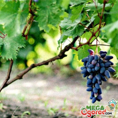 Лучшее место для выращивания винограда 