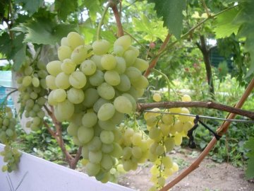 Как правильно посадить виноград 