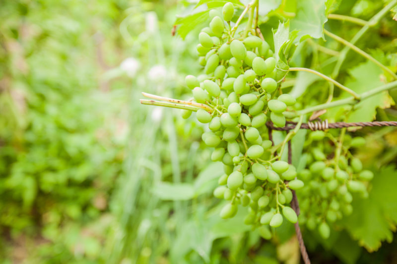 Шпалера для винограда – учимся правильно подвязывать виноград