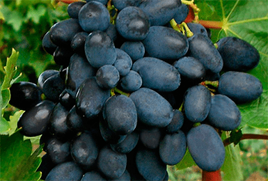 Ягоды винограда Кодрянка
