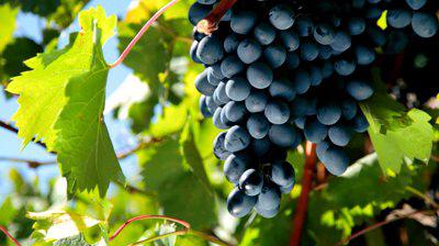 виноград молдова описание сорта