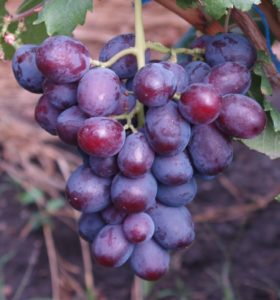 сорт винограда заря несветая
