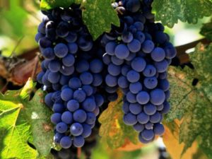 лучшие столовые сорта винограда