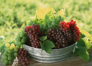 чем отличаются столовые сорта винограда