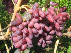 сорт винограда изюминка