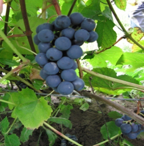укрытие винограда