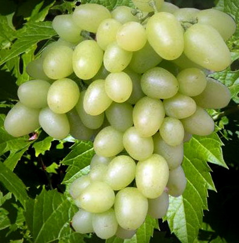виноград аркадия описание сорта 