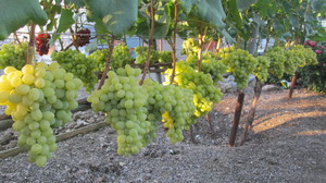 Производство саженцев винограда