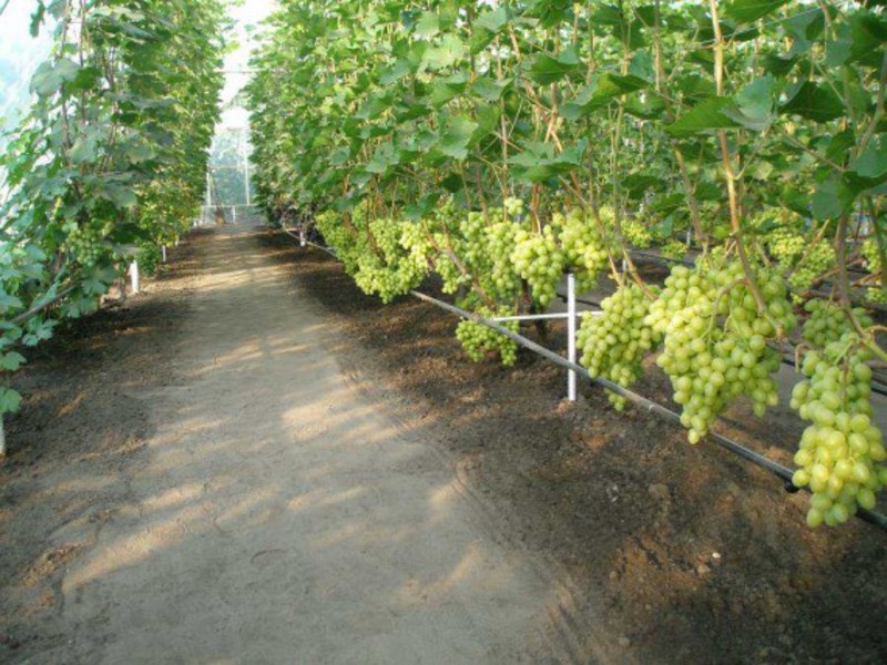 Как используется виноград аркадий