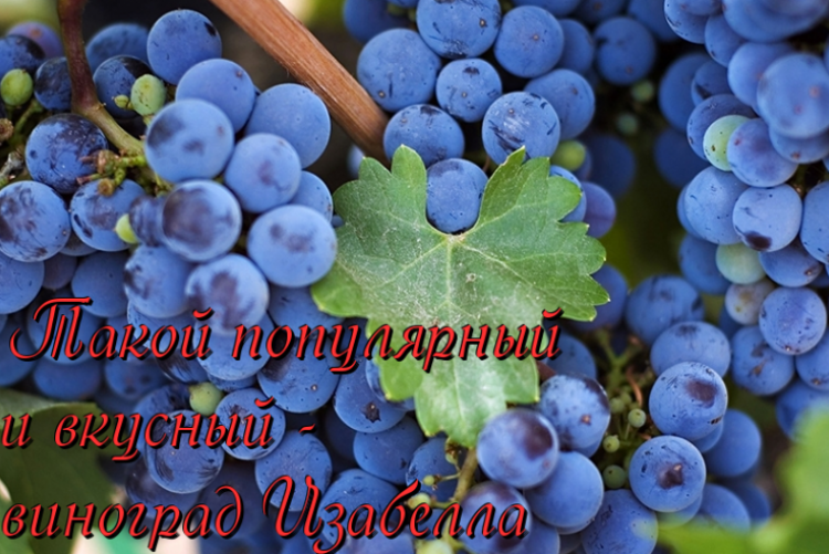 Виноград Изабелла описание сорта — посадка и уход - Сорта винограда, Винные