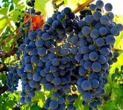 Виноград «Изабелла» является одним из немногих естественных гибридов, созданных самой природой