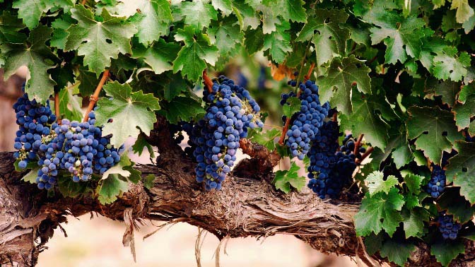 Виноград «Изабелла» имеет повышенную устойчивость поражения милдью, оидиумом