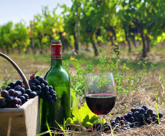 Виноградари-любители выращивают и самостоятельно изготавливают прекрасные домашние вина из винограда «Изабелла»
