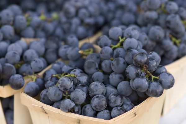 Виноград «Изабелла» даёт урожай до 50 кг и более при соблюдении режима поливов