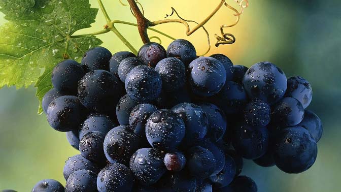 Виноград «Изабелла» относится к очень полезным ягодам
