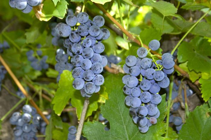 Виноград Изабелла - полезные свойства ягод