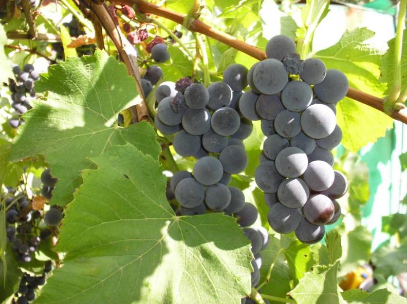 Виноград Изабелла - крупноплодный технический сорт