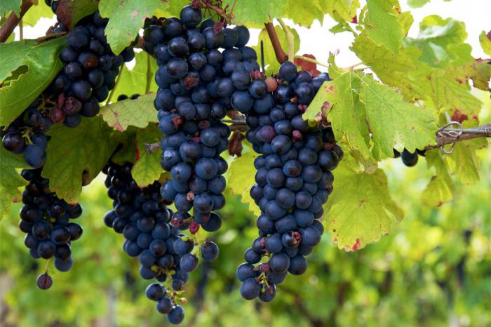 Виноград Изабелла - описание и характеристики сорта