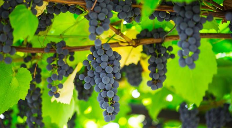 Виноград Изабелла - правильный уход за лозой