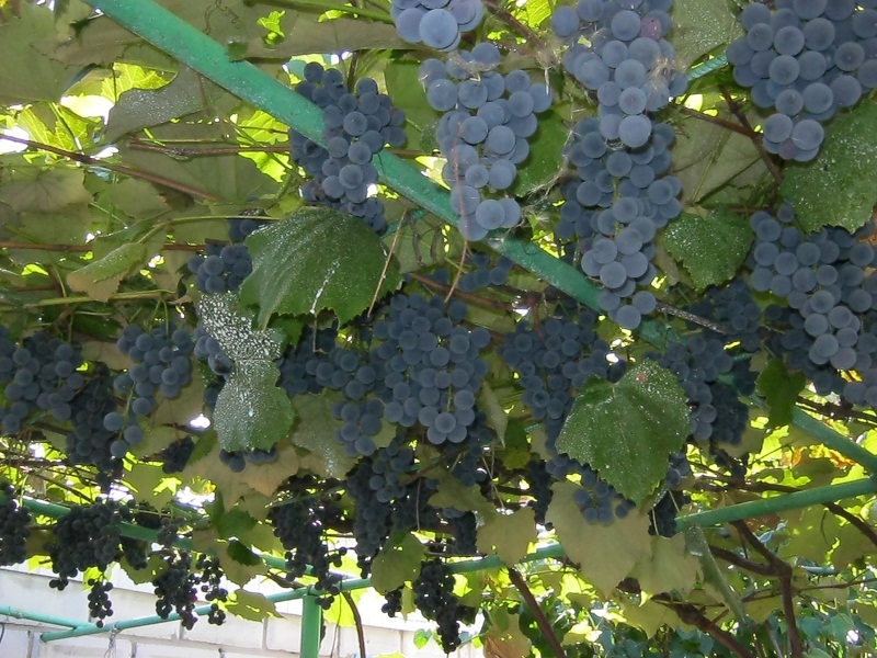 Виноград Изабелла - особенности плодов