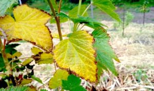 Почему желтеют и сохнут листья у винограда, что делать и чем обработать