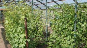 Выращивание и уход за виноградом в Подмосковье без теплицы в открытом грунте для начинающих